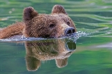 ведмідь пливе
